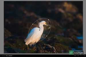 lightroom-5-beta-radial-grad-620x413