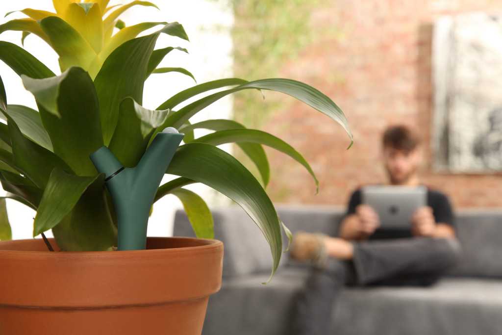 Flower_Power_insitu_16