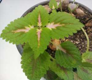 Scatto con NGM Dynamic Maxy