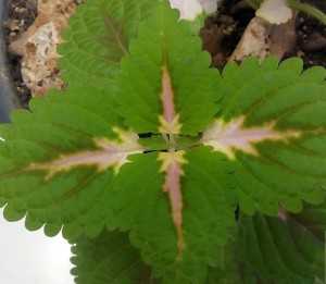 Scatto con NGM Dynamic Maxy