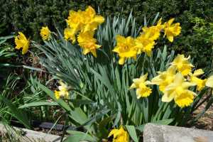 Nikon-D3100---Bright-Light