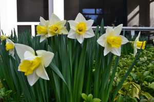 Nikon-D3100---Soft-Light