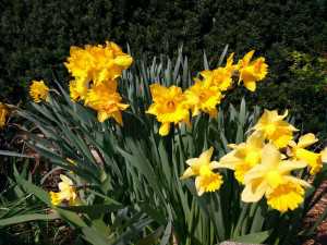 OnePlus-One---Bright-Light