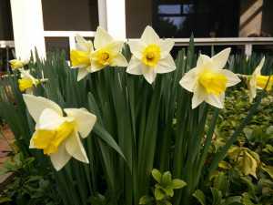 OnePlus-One---Soft-Light