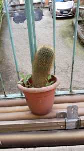 Scatto con Galaxy Note 3 Neo