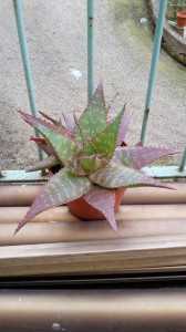 Scatto con Galaxy Note 3 Neo