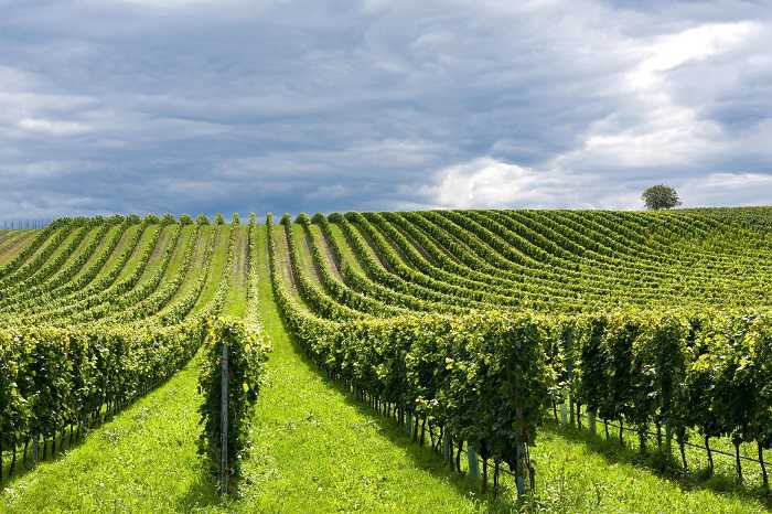 Nuova app per dare una mano all’agricoltura biologica