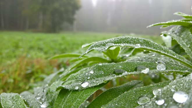 Microsoft Lumia 950 XL vs BlackBerry Priv