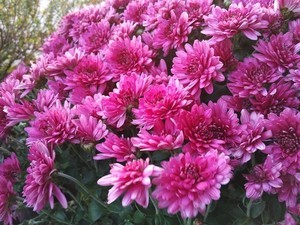 Microsoft Lumia 950 XL vs BlackBerry Priv