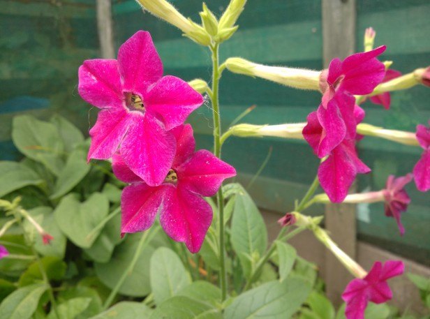 Asus Zenfone 2 vs Xiaomi Mi4