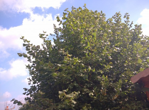 Asus Zenfone 2 vs Xiaomi Mi4