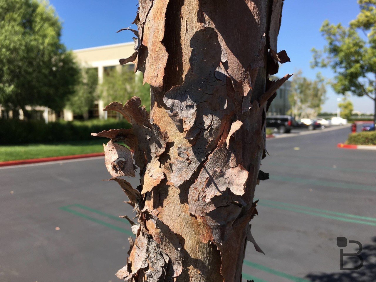 Apple iPhone 6s vs OnePlus 2