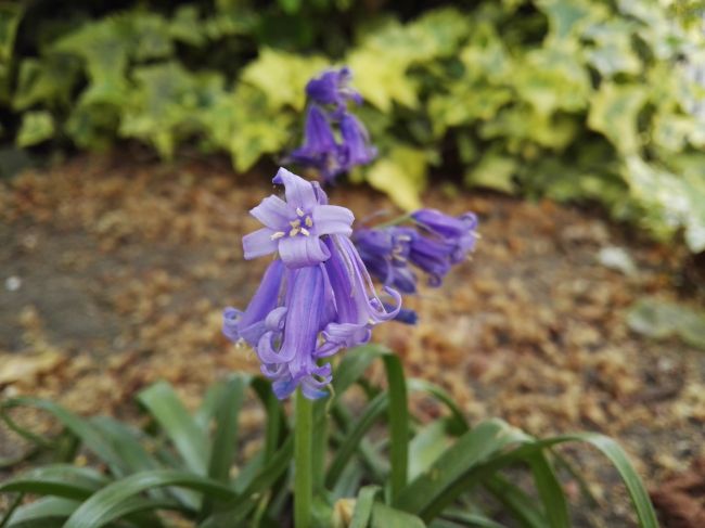 Asus Zenfone 2 vs Huawei P8