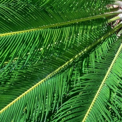 Xiaomi-Mi-5-foto 2 zoom