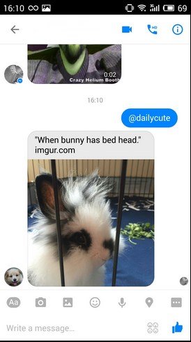 messenger foto animali