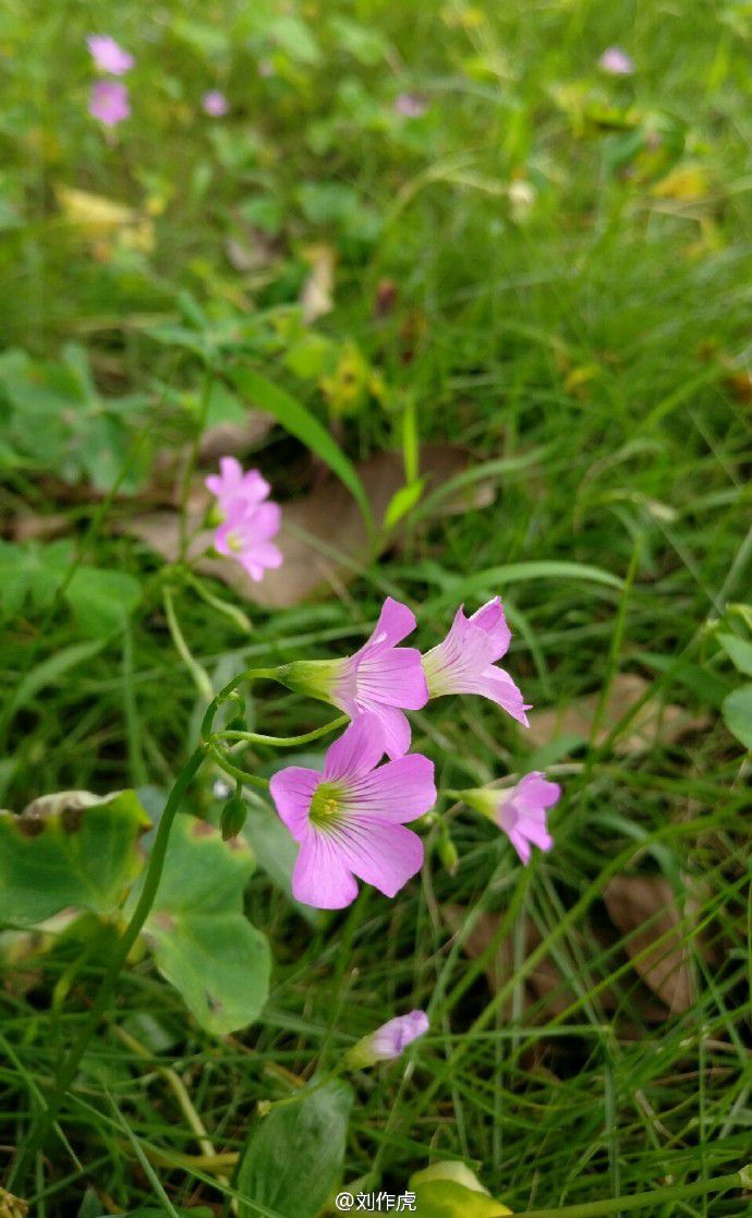 OnePLus 3 fotocamera scatto