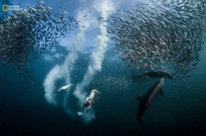 Foto 2016: Le più belle dal National Geographic Nature Photographer Contest