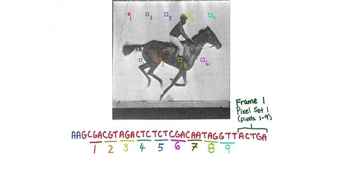 Memorizzata una GIF nel DNA di un batterio