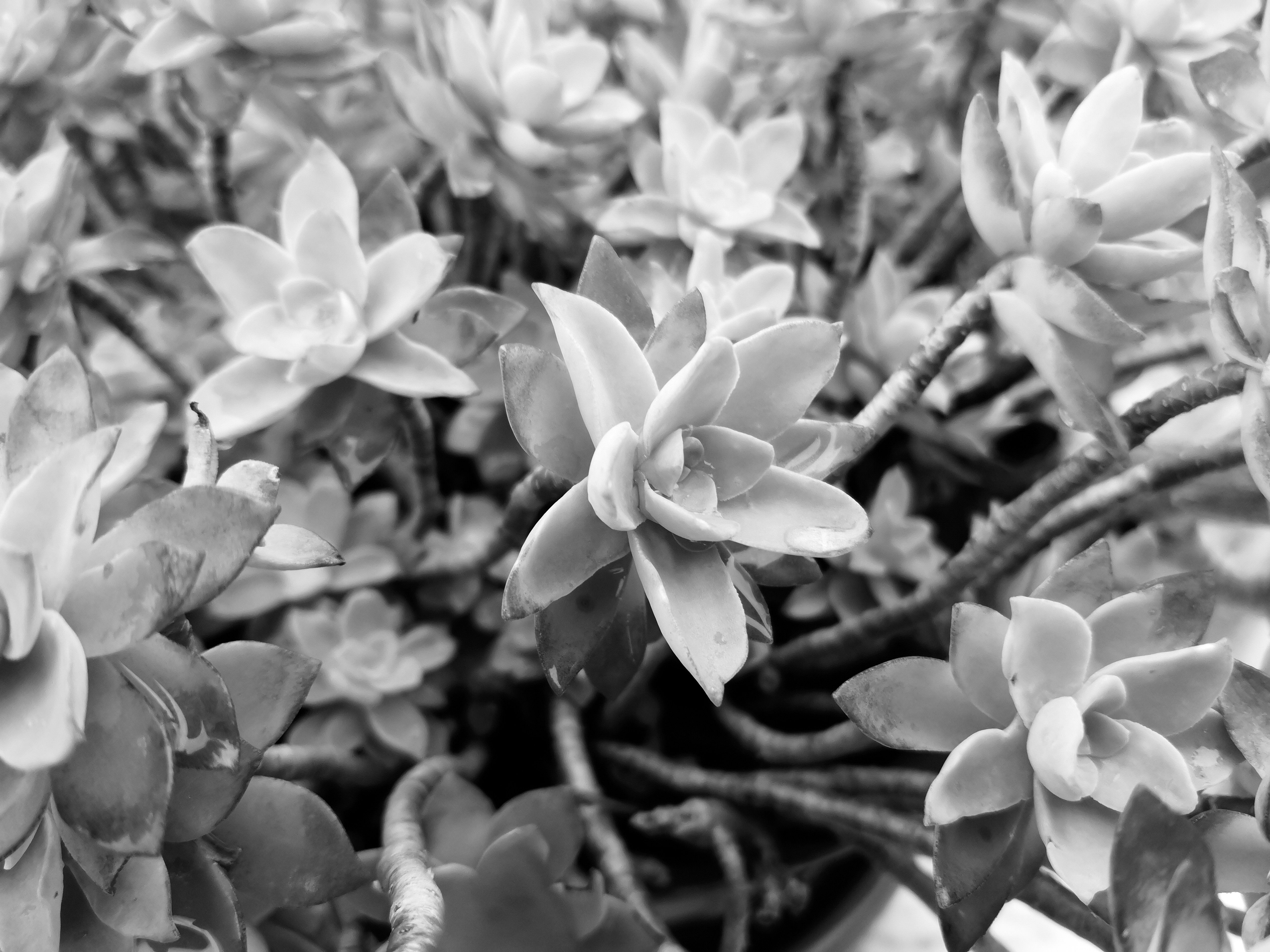 Mate 10 pro sample foto