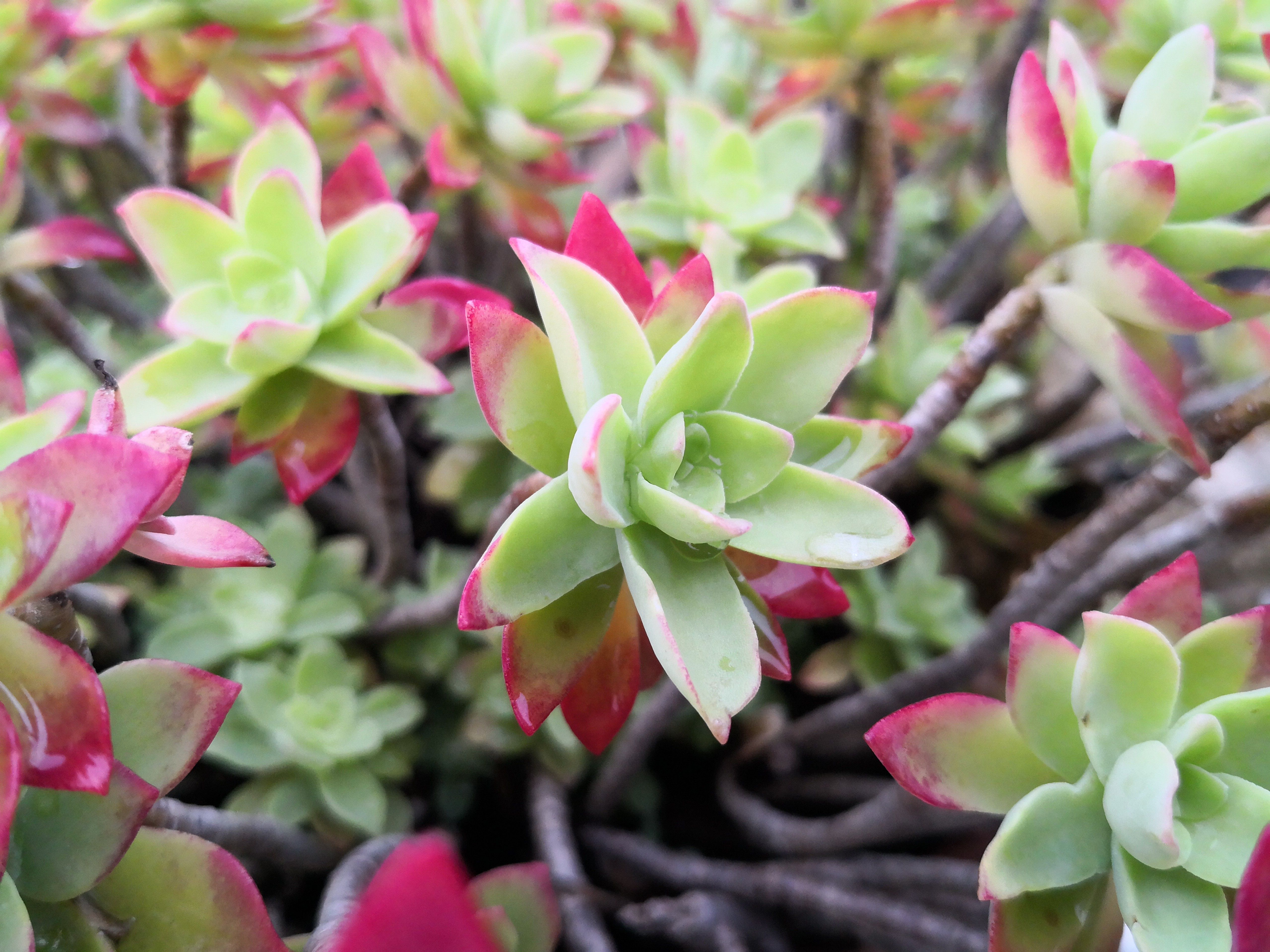 Mate 10 pro sample foto